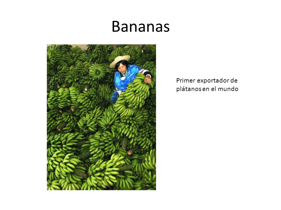 Bananas Primer exportador de plátanos en el mundo