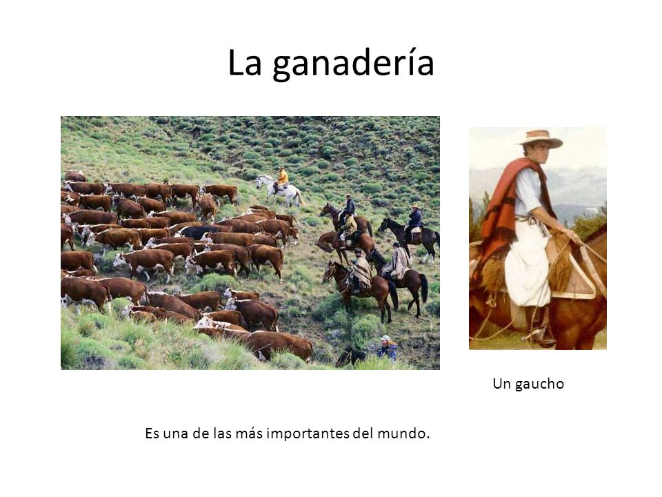 La ganadería Un gaucho Es una de las más importantes del mundo.