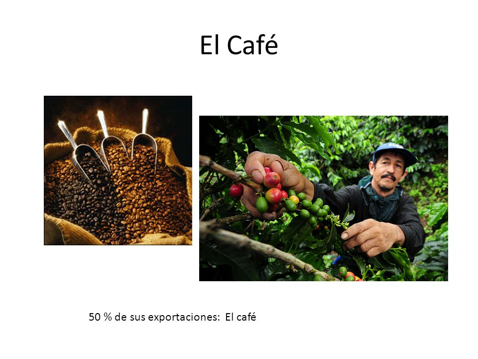 El Café 50 % de sus exportaciones: El café