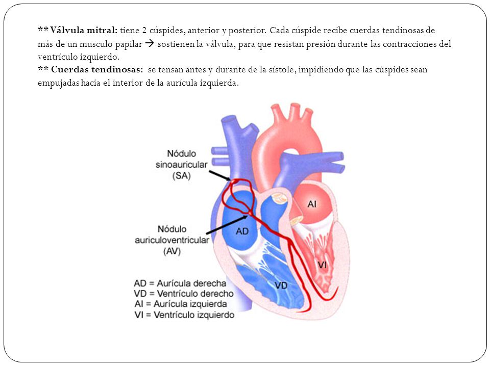 Válvula mitral: tiene 2 cúspides, anterior y posterior