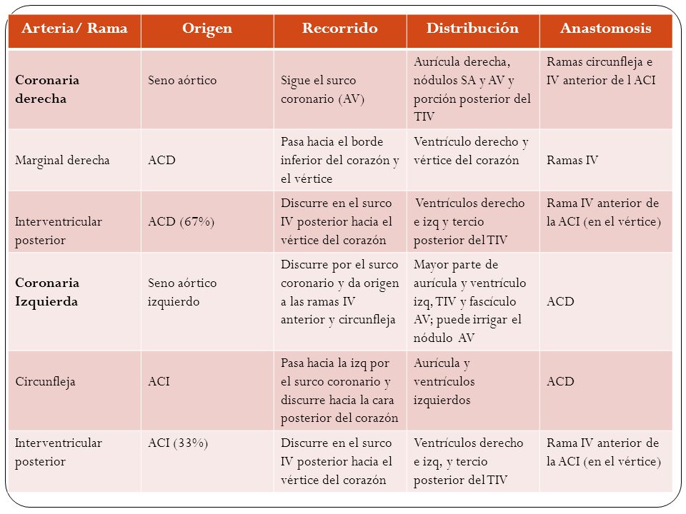 Arteria/ Rama Origen Recorrido Distribución Anastomosis