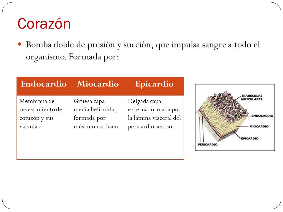 Corazón Bomba doble de presión y succión, que impulsa sangre a todo el organismo. Formada por: Endocardio.