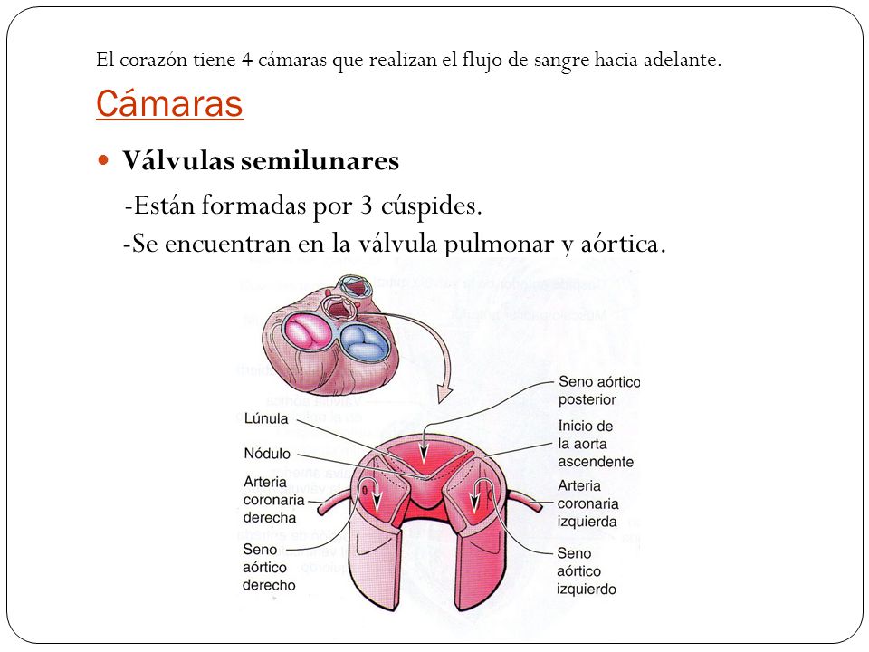 El corazón tiene 4 cámaras que realizan el flujo de sangre hacia adelante. Cámaras