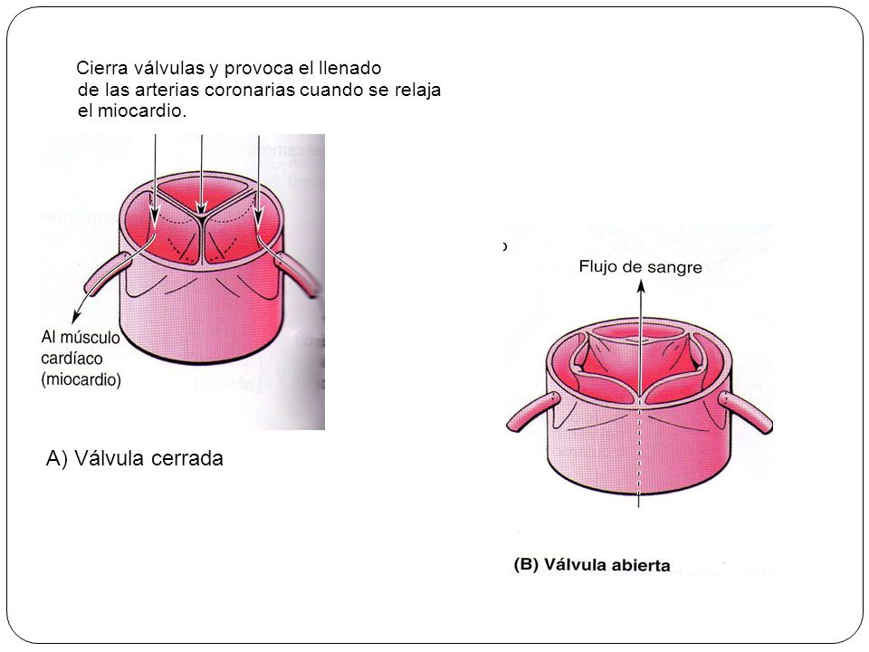 Cierra válvulas y provoca el llenado de las arterias coronarias cuando se relaja el miocardio.
