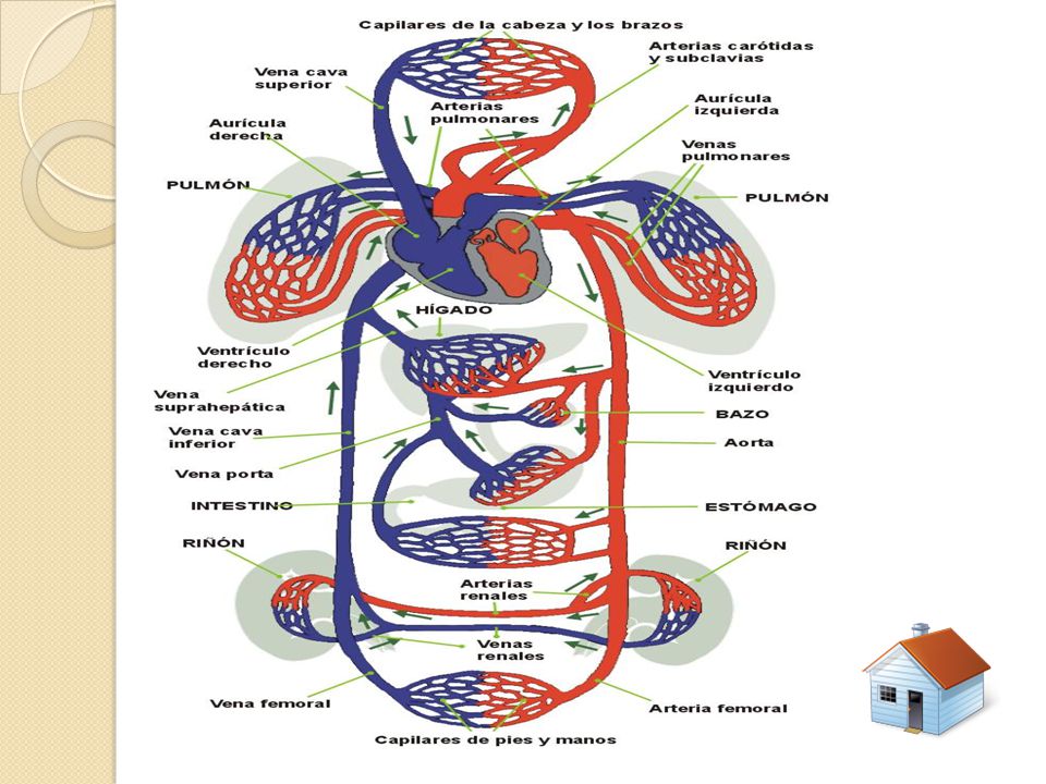 ESTRUCTURAS BASICAS Arterias Venas Sangre Corazón Capilares