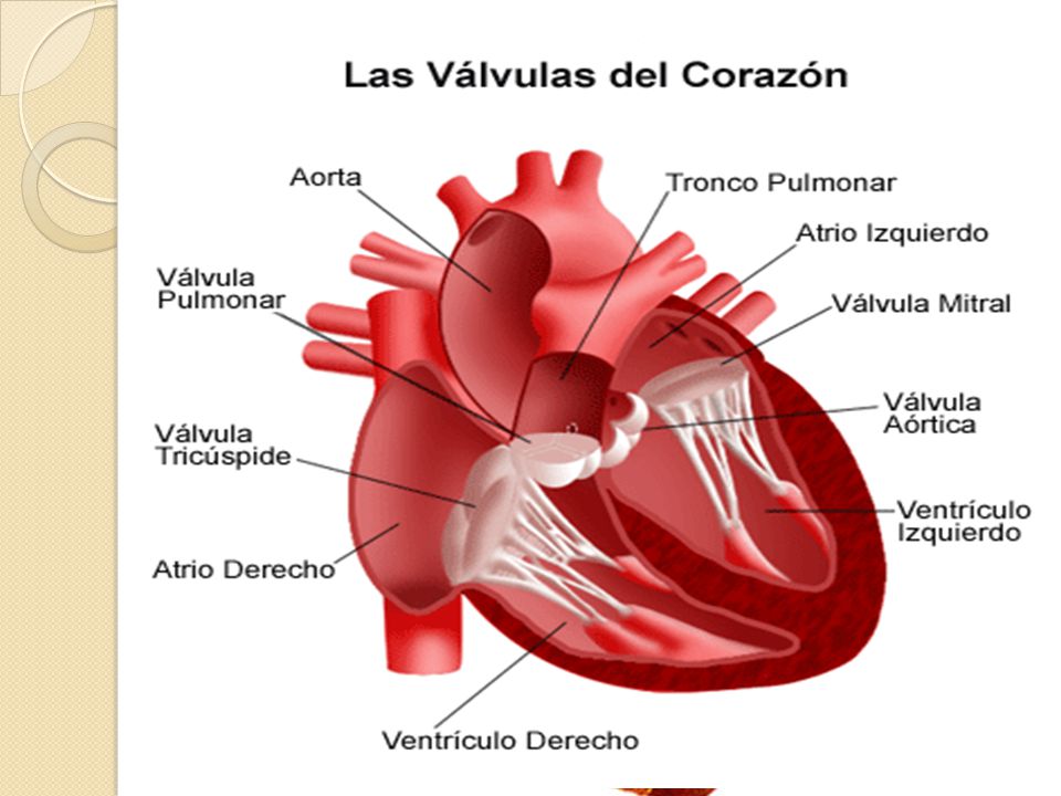 …………mas del corazón corazón sistema circulatorio Válvulas del corazón