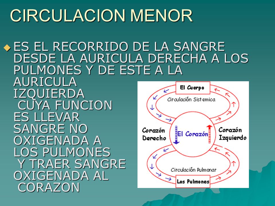 CIRCULACION MENOR