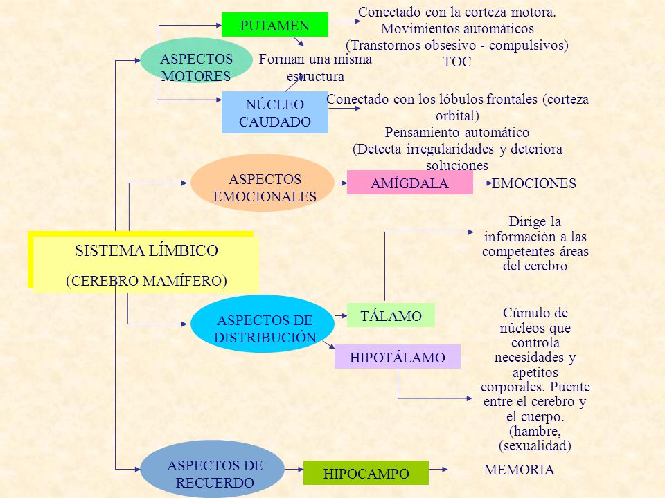 SISTEMA LÍMBICO (CEREBRO MAMÍFERO) Conectado con la corteza motora.