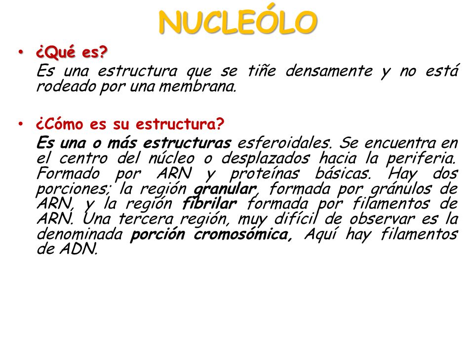 NUCLEÓLO ¿Qué es Es una estructura que se tiñe densamente y no está rodeado por una membrana. ¿Cómo es su estructura
