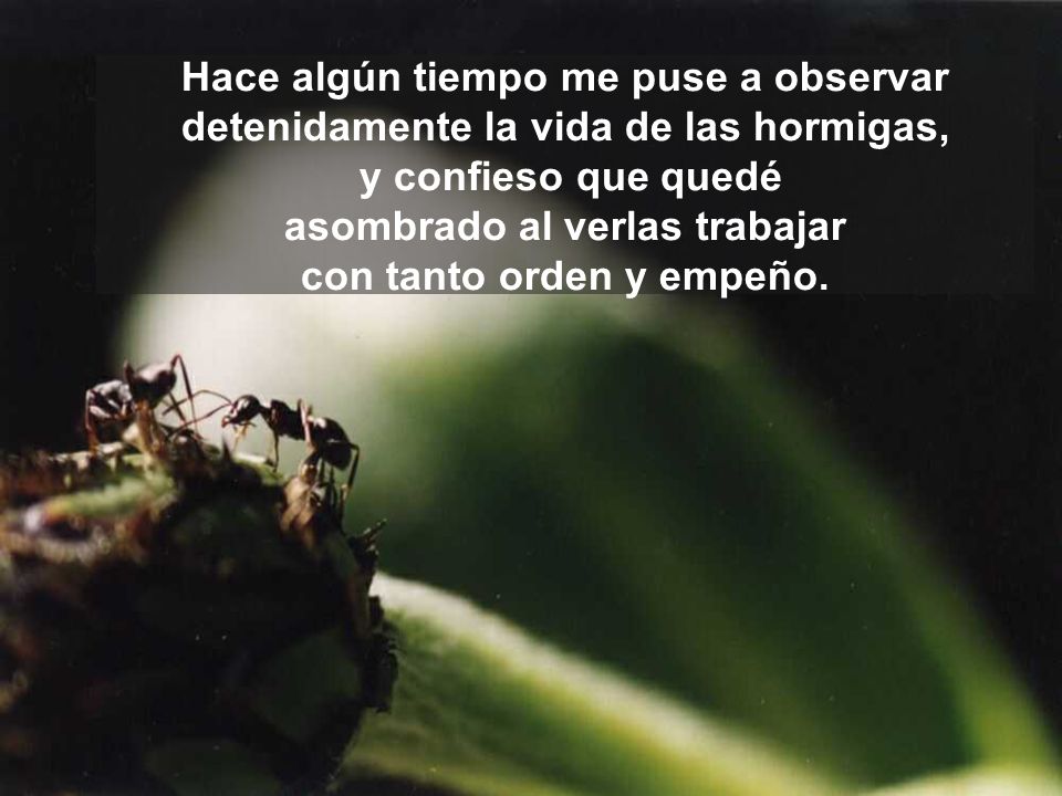 Hace algún tiempo me puse a observar detenidamente la vida de las hormigas, y confieso que quedé asombrado al verlas trabajar con tanto orden y empeño.