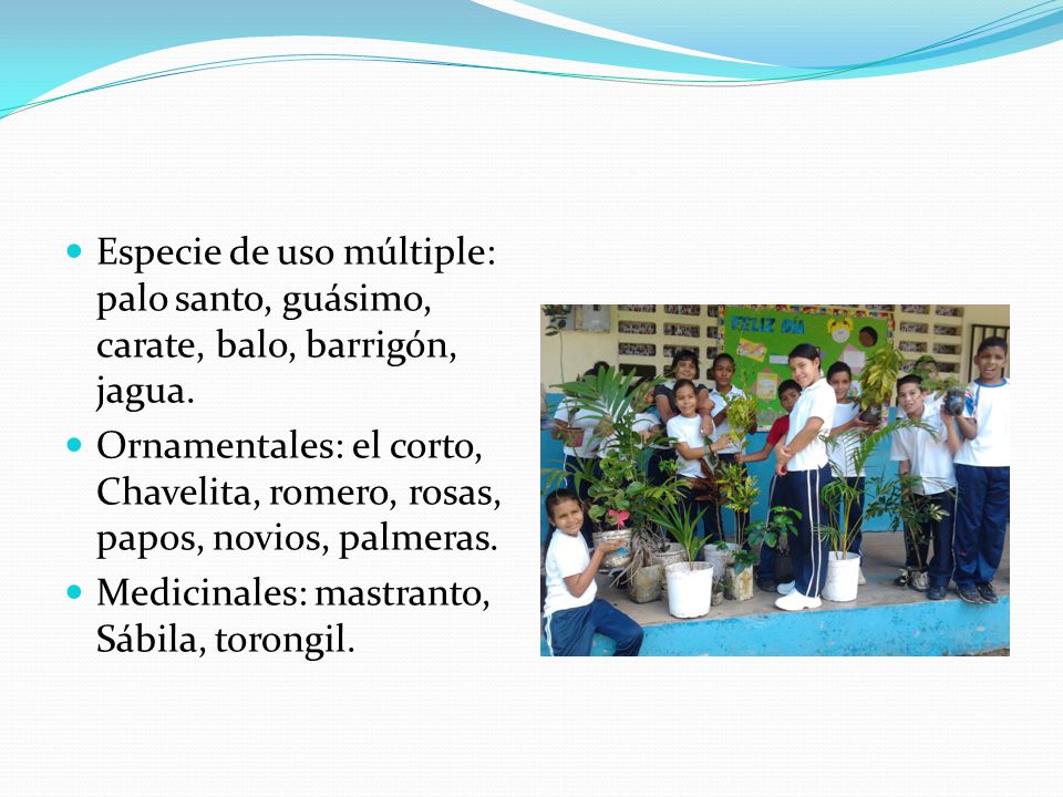 Especie de uso múltiple: palo santo, guásimo, carate, balo, barrigón, jagua.