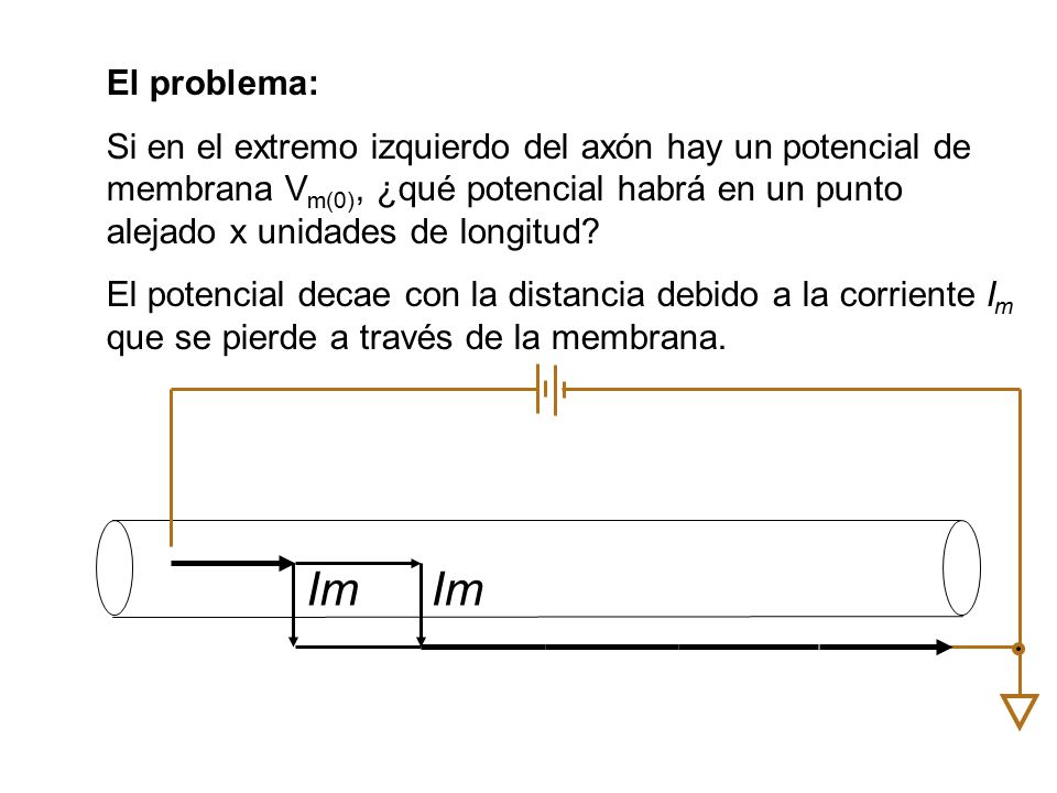 El problema: Si en el extremo izquierdo del axón hay un potencial de membrana Vm(0), ¿qué potencial habrá en un punto alejado x unidades de longitud