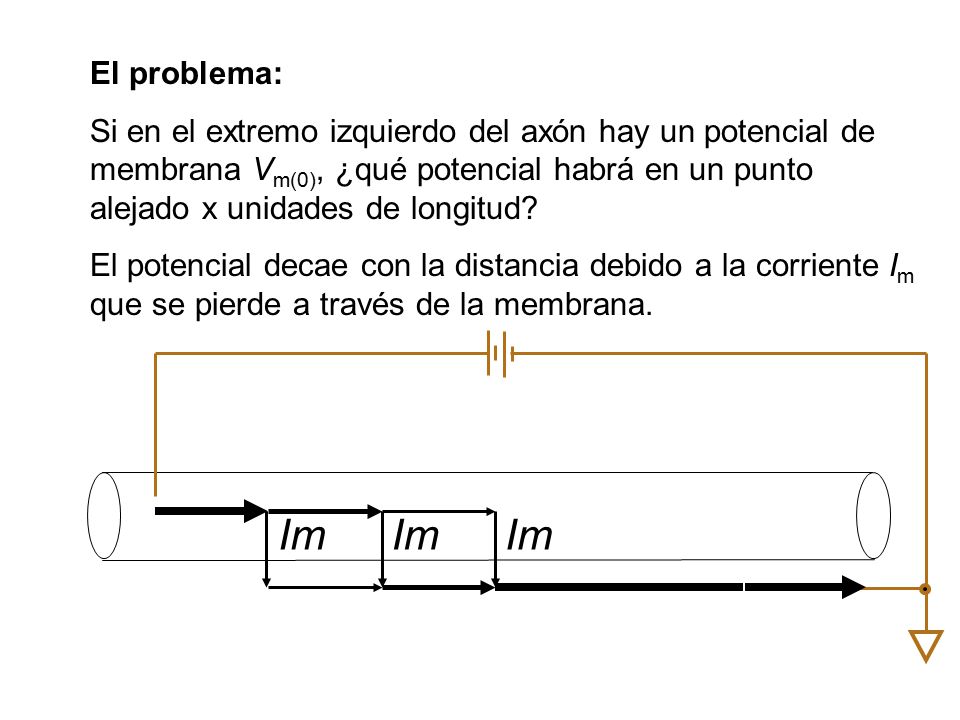 El problema: Si en el extremo izquierdo del axón hay un potencial de membrana Vm(0), ¿qué potencial habrá en un punto alejado x unidades de longitud