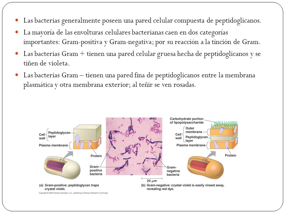Las bacterias generalmente poseen una pared celular compuesta de peptidoglicanos.