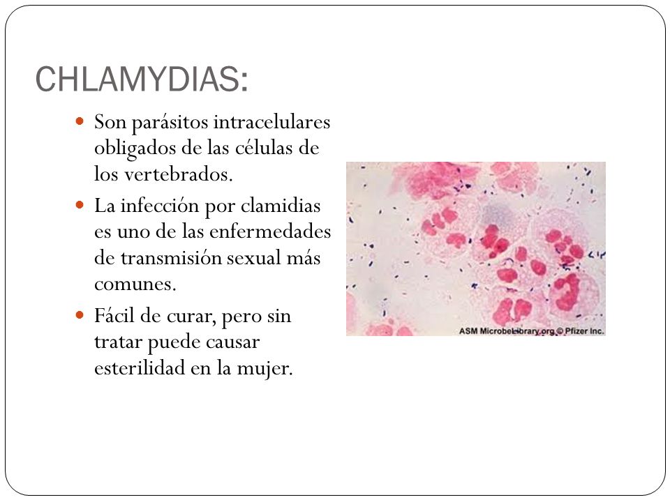 CHLAMYDIAS: Son parásitos intracelulares obligados de las células de los vertebrados.