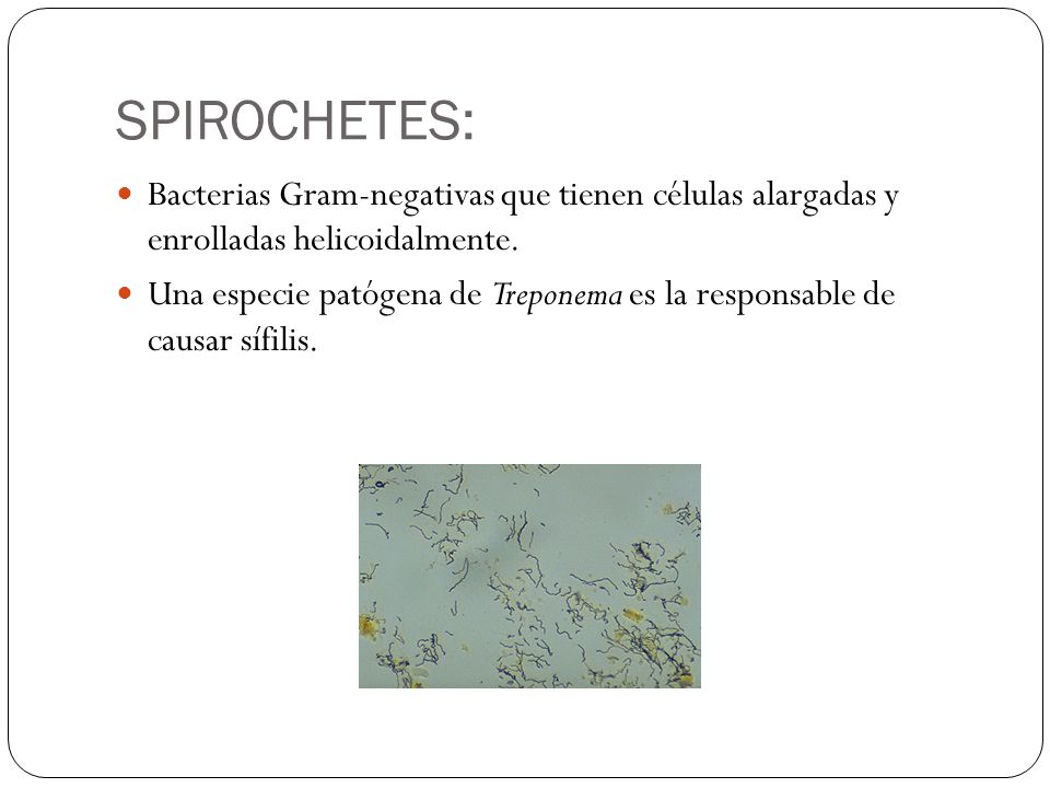 SPIROCHETES: Bacterias Gram-negativas que tienen células alargadas y enrolladas helicoidalmente.