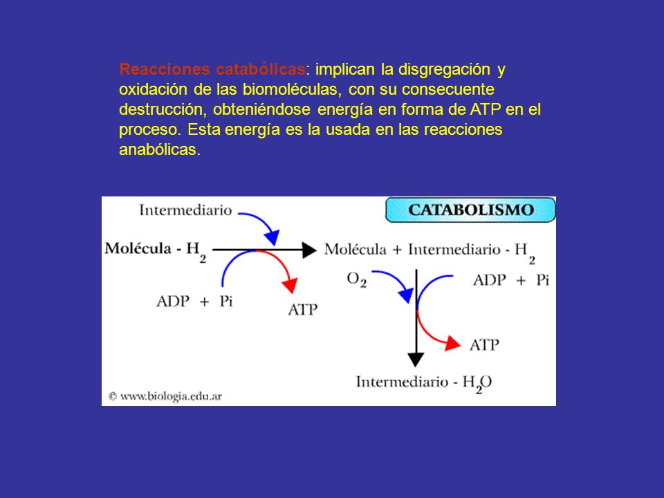 Reacciones catabólicas: implican la disgregación y oxidación de las biomoléculas, con su consecuente destrucción, obteniéndose energía en forma de ATP en el proceso.