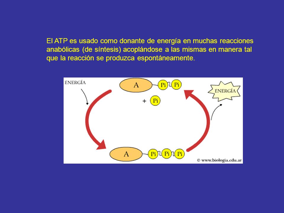 El ATP es usado como donante de energía en muchas reacciones anabólicas (de síntesis) acoplándose a las mismas en manera tal que la reacción se produzca espontáneamente.