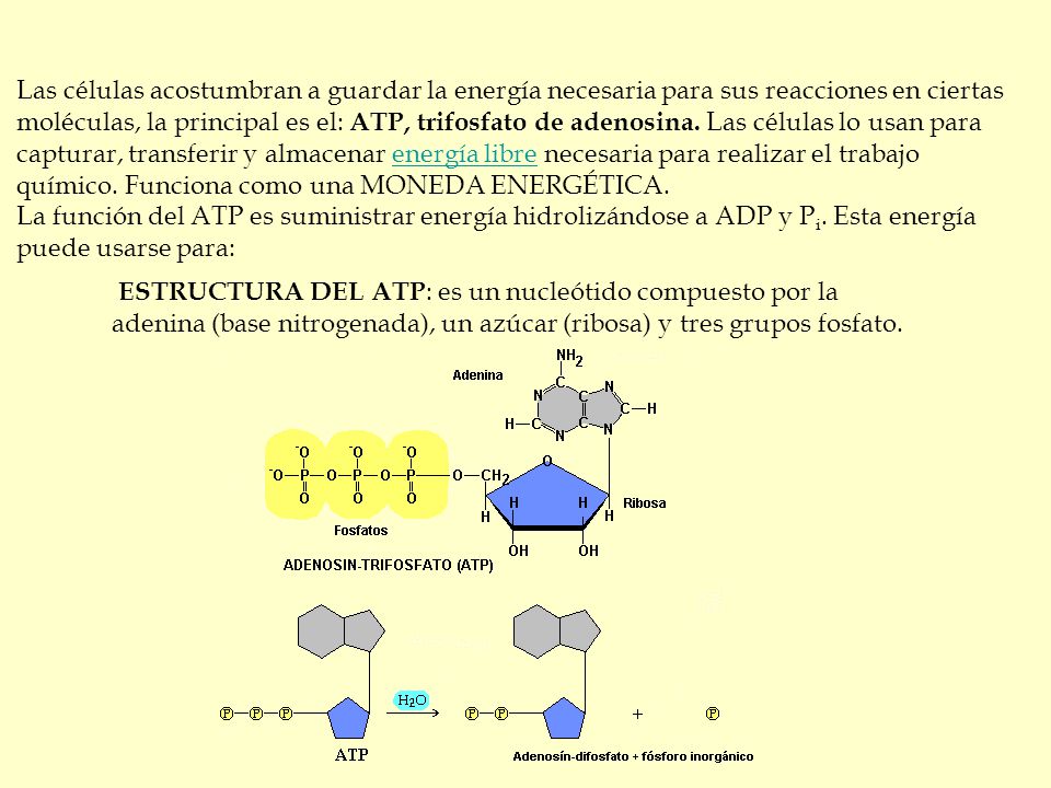 Las células acostumbran a guardar la energía necesaria para sus reacciones en ciertas moléculas, la principal es el: ATP, trifosfato de adenosina. Las células lo usan para capturar, transferir y almacenar energía libre necesaria para realizar el trabajo químico. Funciona como una MONEDA ENERGÉTICA.