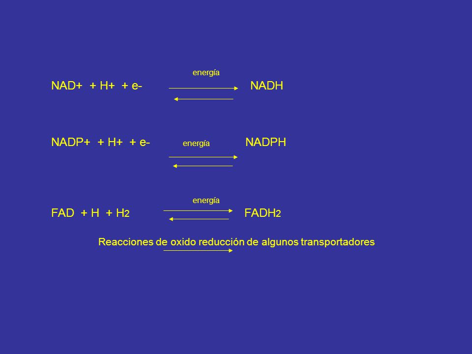 energía NAD+ + H+ + e- NADH. NADP+ + H+ + e- energía NADPH.