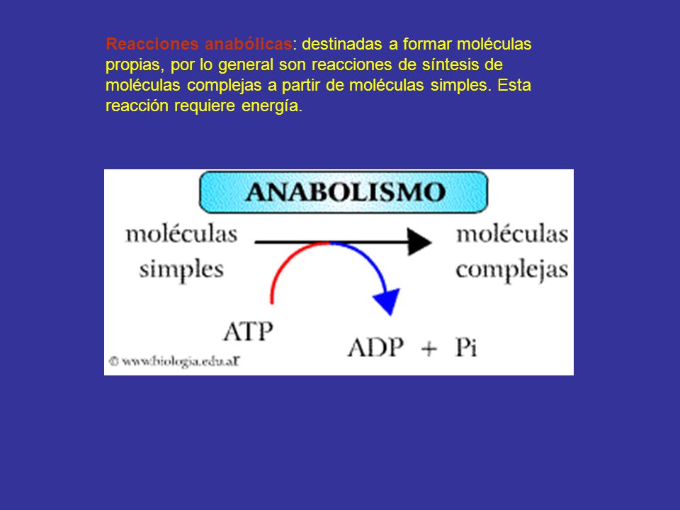 Reacciones anabólicas: destinadas a formar moléculas propias, por lo general son reacciones de síntesis de moléculas complejas a partir de moléculas simples.