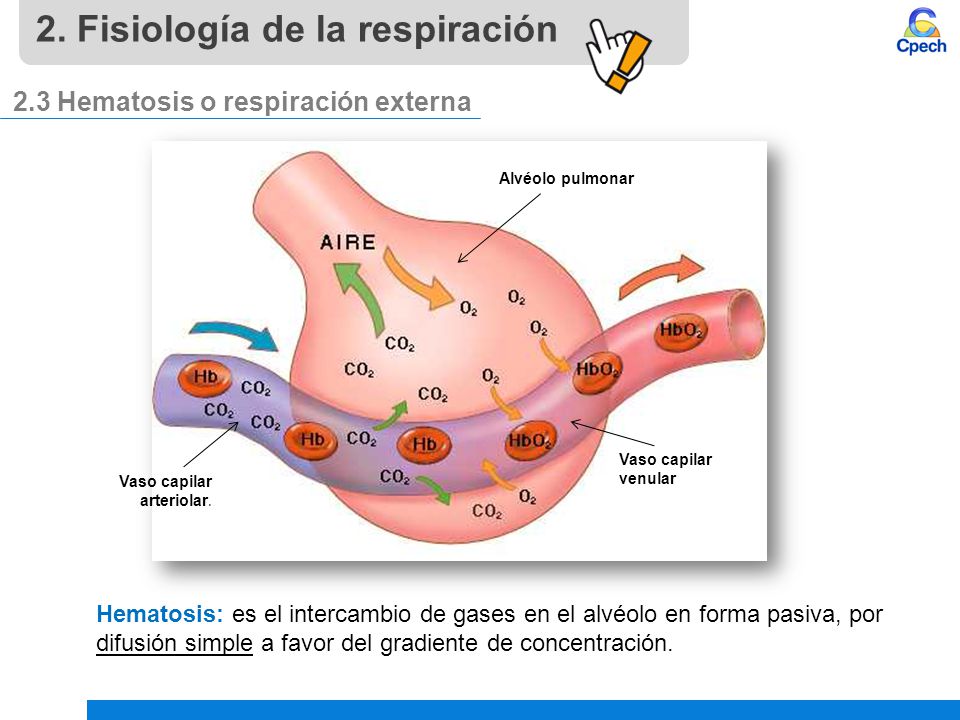 2. Fisiología de la respiración