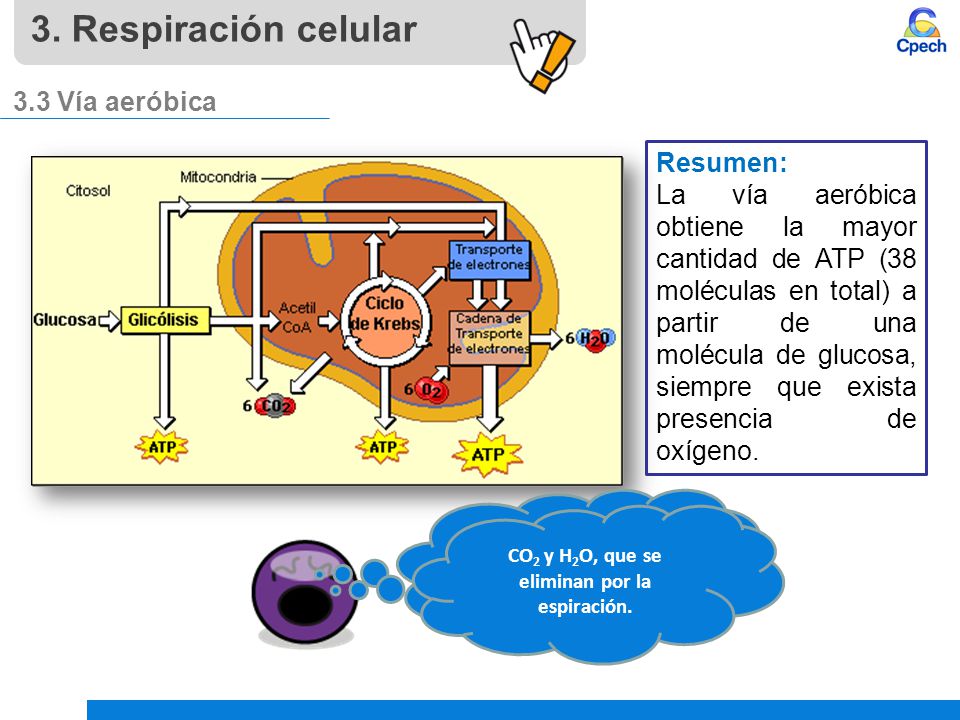 CO2 y H2O, que se eliminan por la espiración.