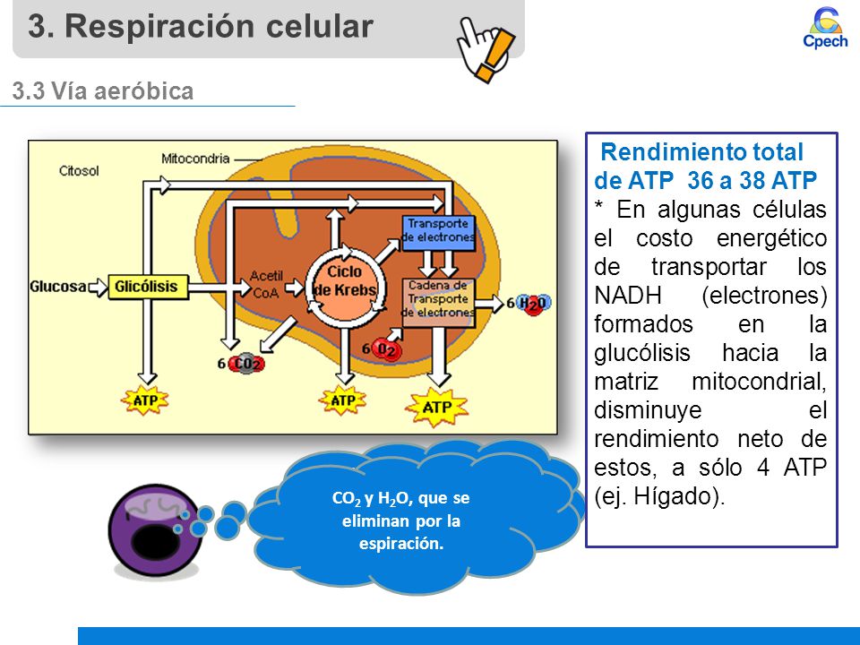 CO2 y H2O, que se eliminan por la espiración.