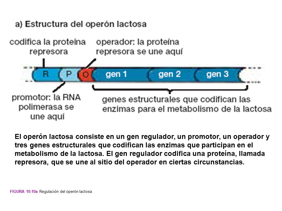 El operón lactosa consiste en un gen regulador, un promotor, un operador y tres genes estructurales que codifican las enzimas que participan en el metabolismo de la lactosa. El gen regulador codifica una proteína, llamada represora, que se une al sitio del operador en ciertas circunstancias.