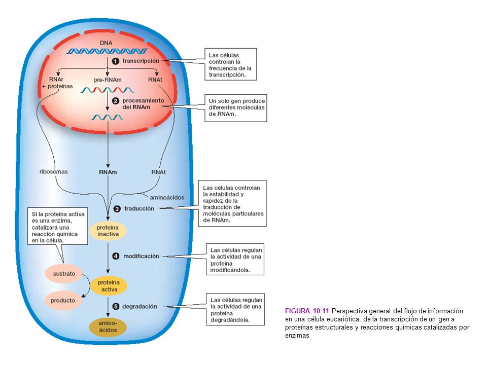 Figura Perspectiva general del flujo de información en una célula eucariótica, de la transcripción de un gen a proteínas estructurales y reacciones químicas catalizadas por enzimas.