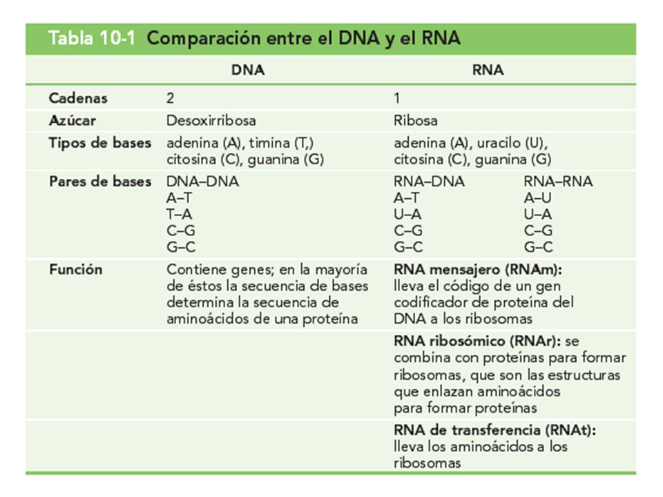 Tabla 10-1 Comparación entre el DNA y el RNA