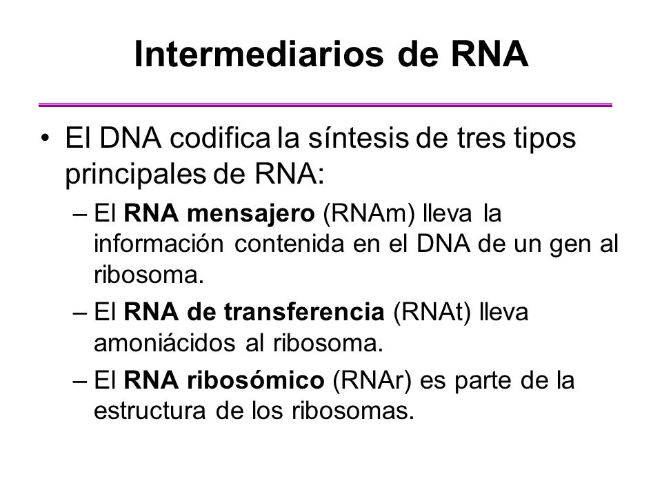 Intermediarios de RNA El DNA codifica la síntesis de tres tipos principales de RNA: