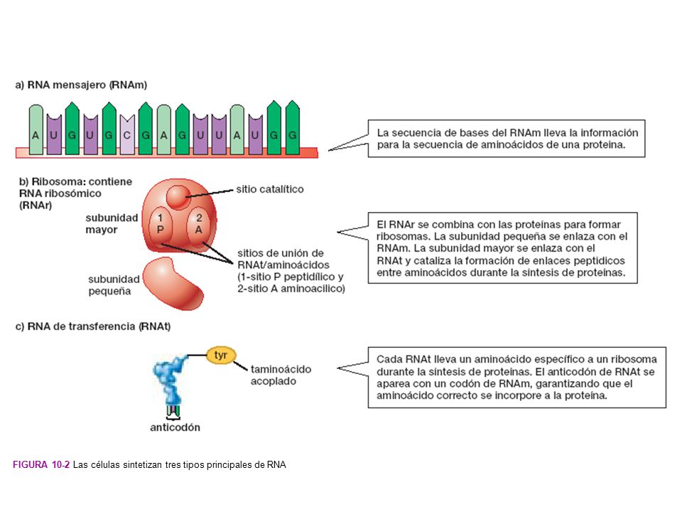 Figura 10-2 Las células sintetizan tres tipos principales de RNA
