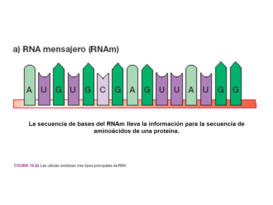 La secuencia de bases del RNAm lleva la información para la secuencia de aminoácidos de una proteína.