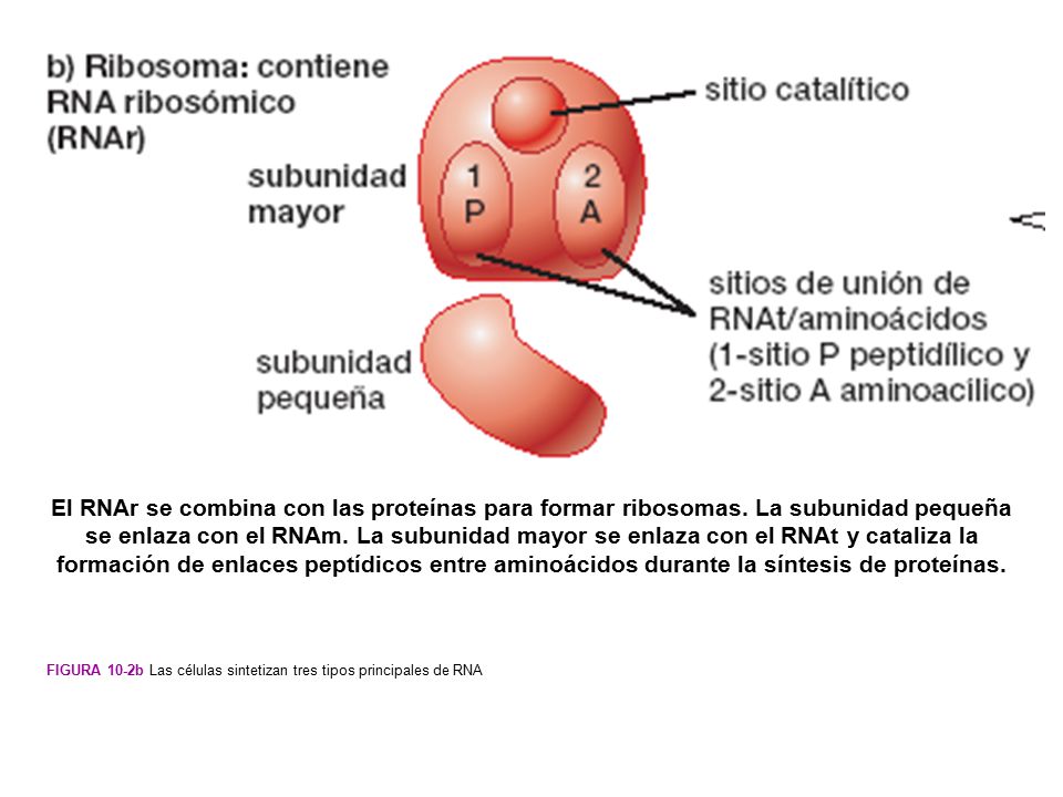 El RNAr se combina con las proteínas para formar ribosomas