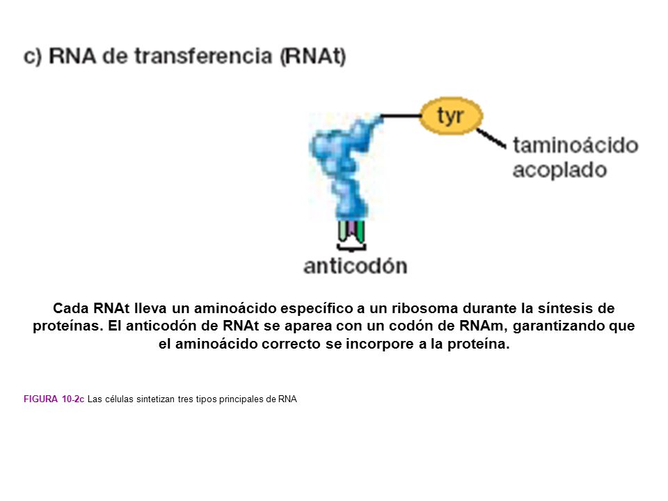 Cada RNAt lleva un aminoácido específico a un ribosoma durante la síntesis de proteínas. El anticodón de RNAt se aparea con un codón de RNAm, garantizando que el aminoácido correcto se incorpore a la proteína.