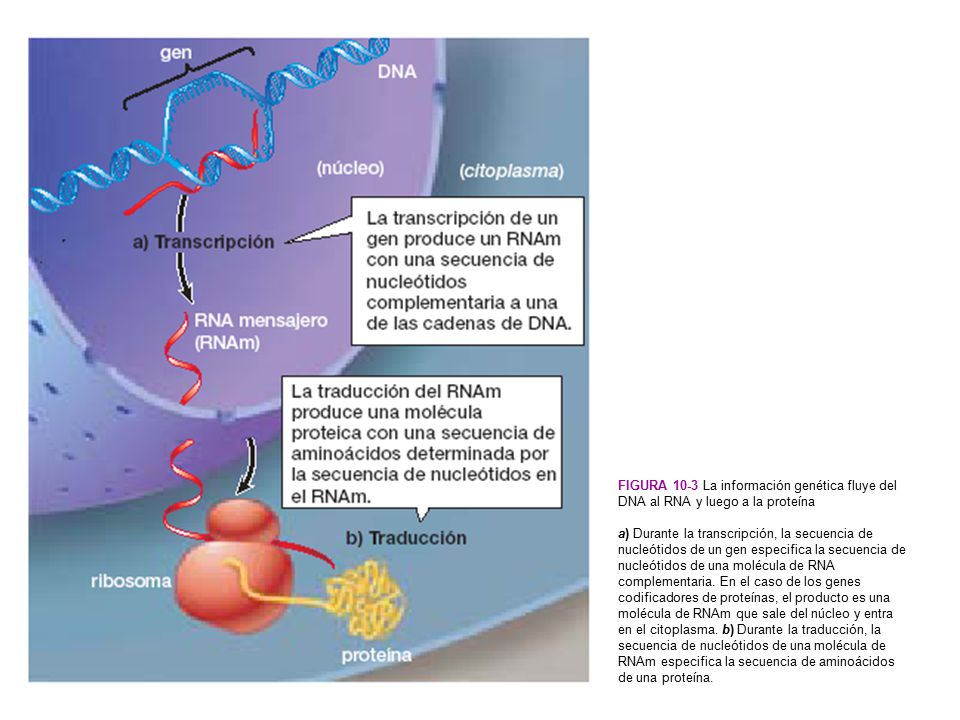 Figura 10-3 La información genética fluye del DNA al RNA y luego a la proteína