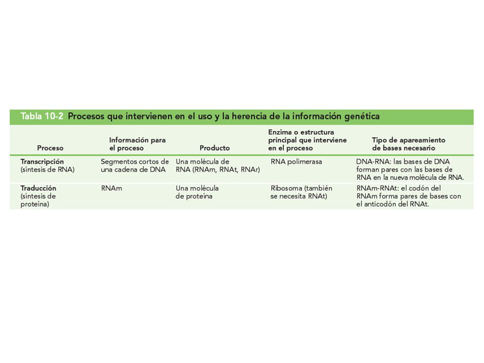 Tabla 10-2 Procesos que intervienen en el uso y la herencia de la información genética