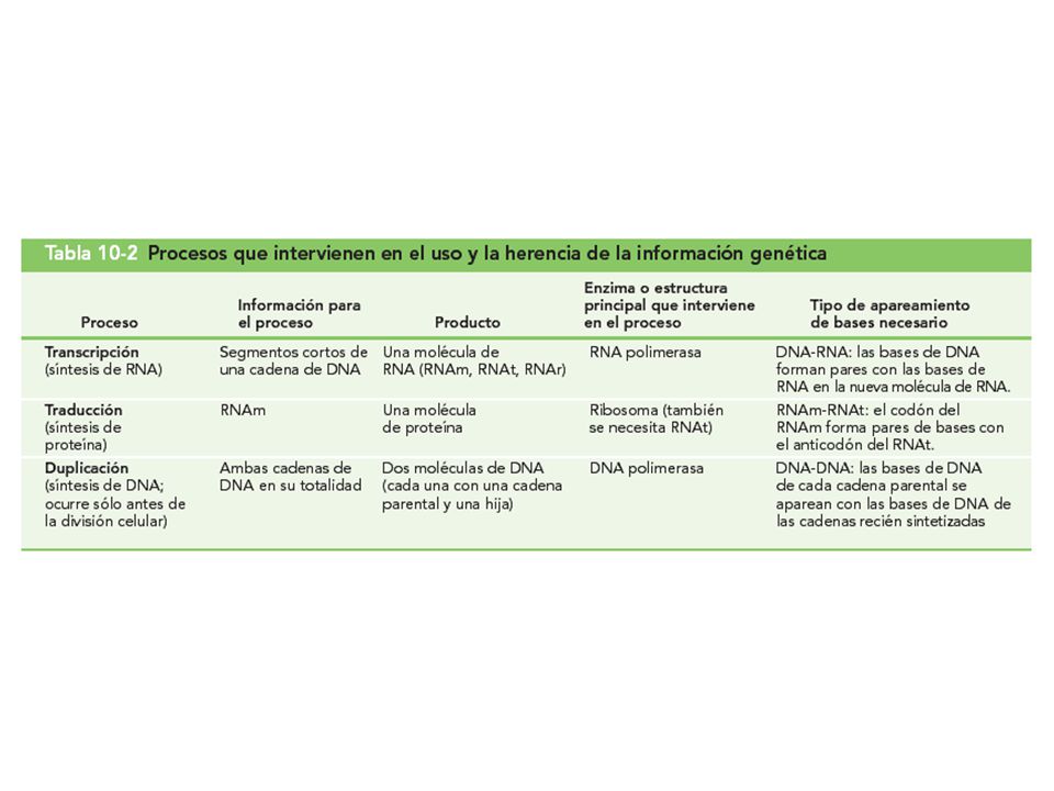 Tabla 10-2 Procesos que intervienen en el uso y la herencia de la información genética