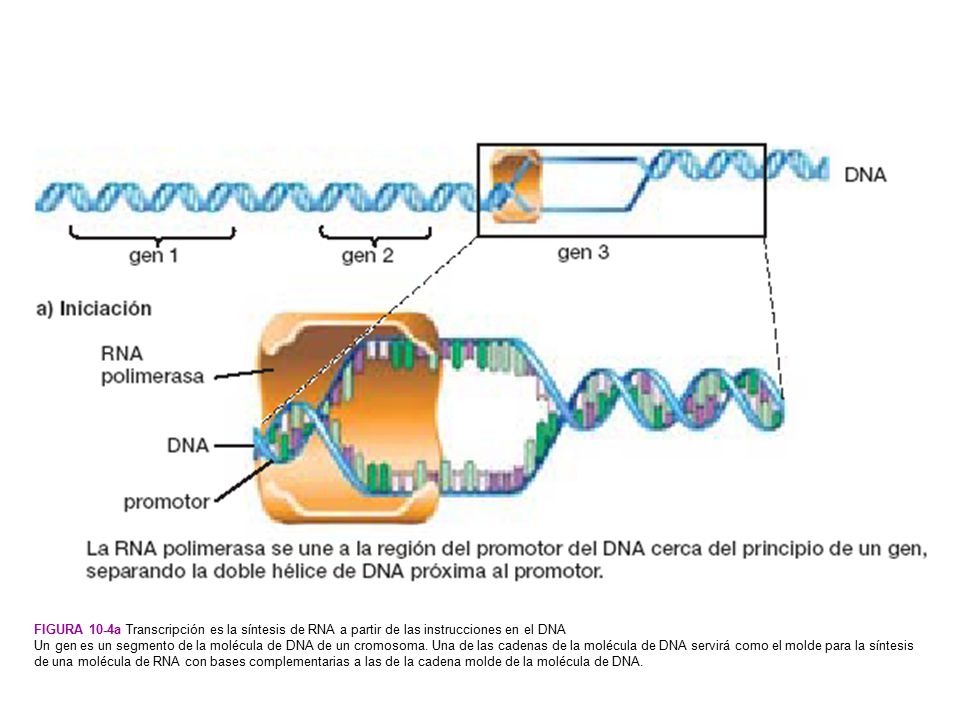 Figura 10-4a Transcripción es la síntesis de RNA a partir de las instrucciones en el DNA