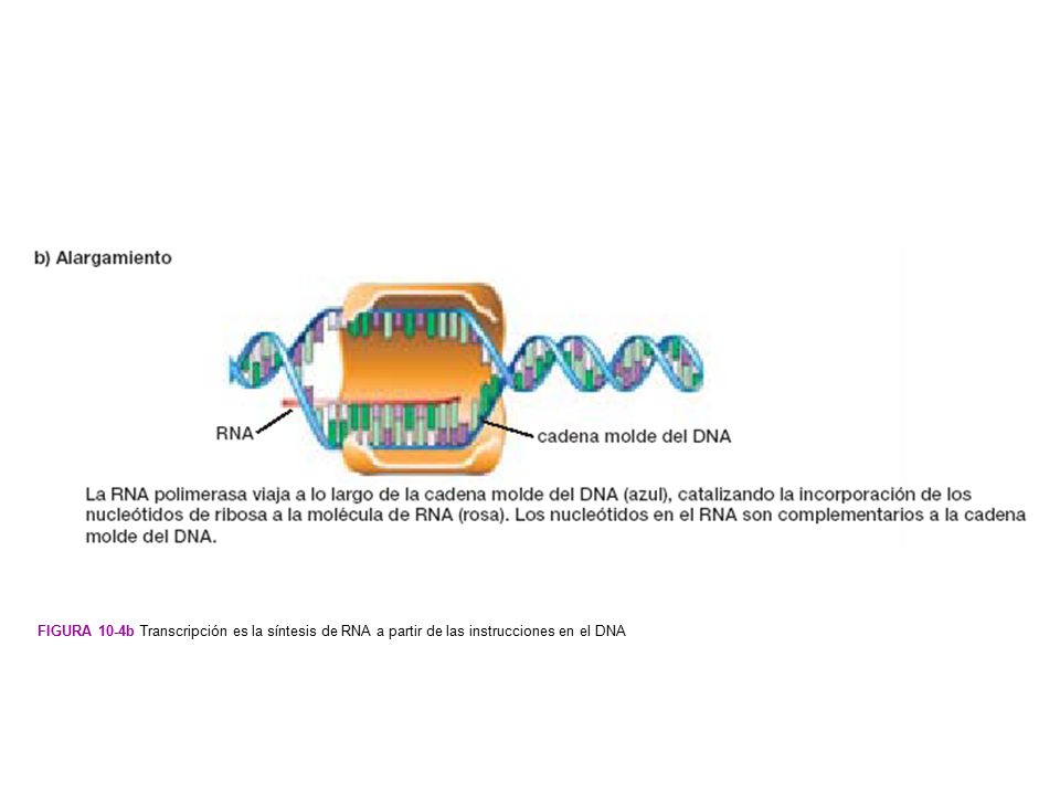 Figura 10-4b Transcripción es la síntesis de RNA a partir de las instrucciones en el DNA