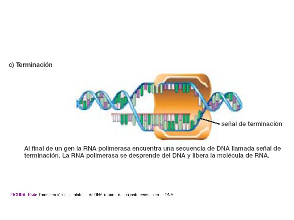 Figura 10-4c Transcripción es la síntesis de RNA a partir de las instrucciones en el DNA