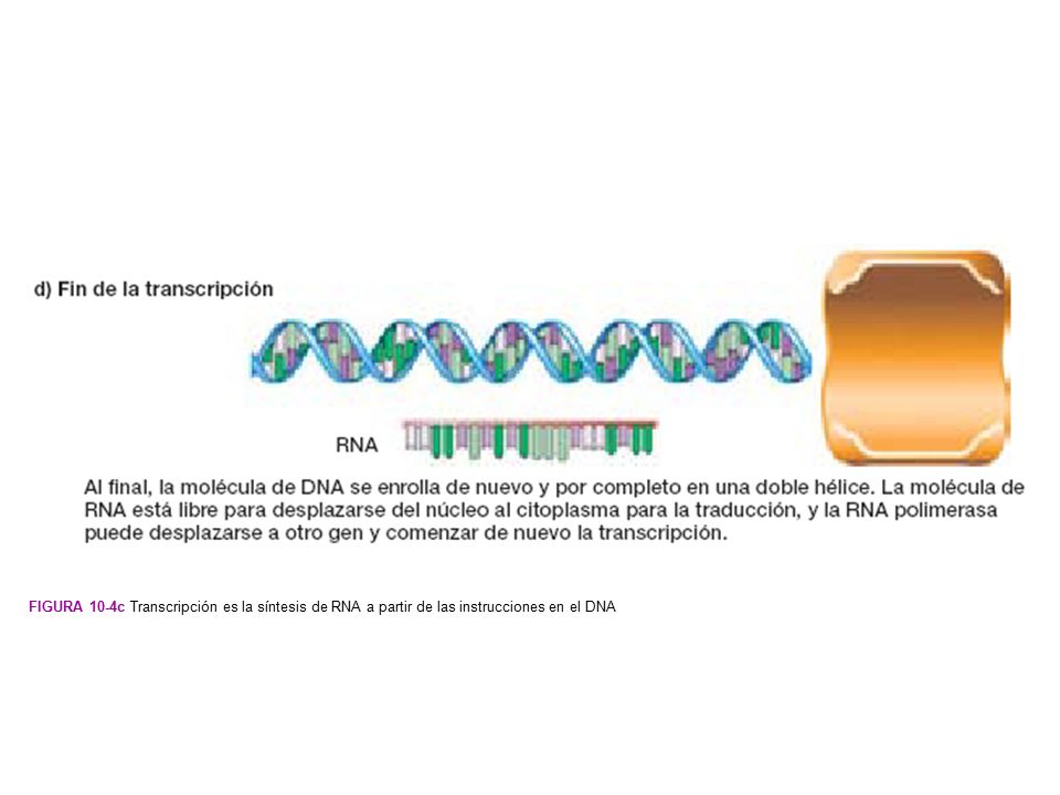 Figura 10-4d Transcripción es la síntesis de RNA a partir de las instrucciones en el DNA
