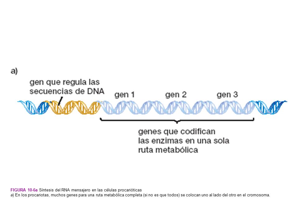 Figura 10-6a Síntesis del RNA mensajero en las células procarióticas