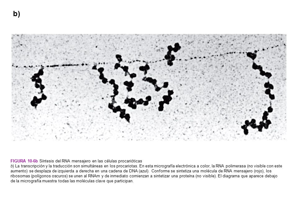b) Figura 10-6b Síntesis del RNA mensajero en las células procarióticas.