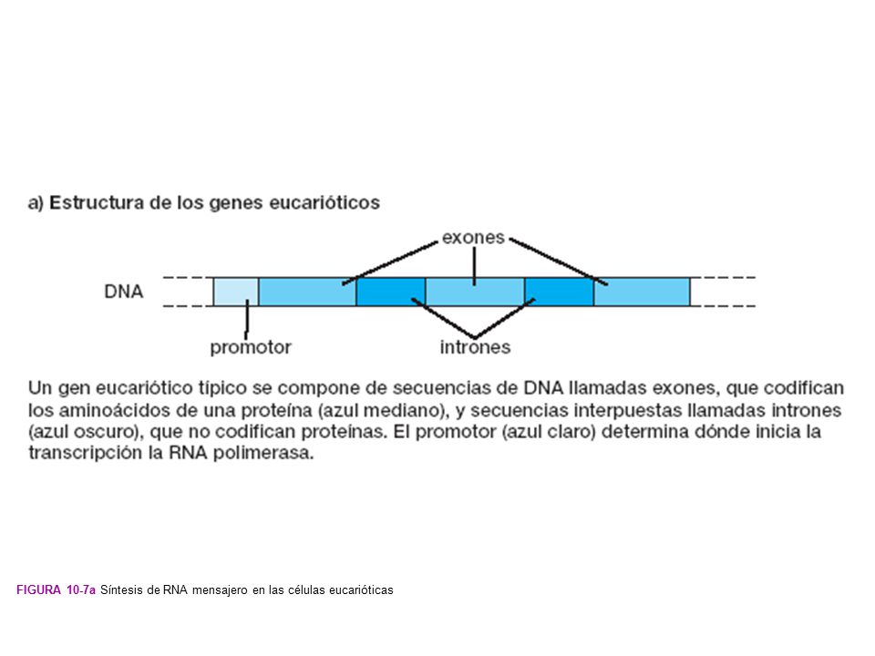 Figura 10-7a Síntesis de RNA mensajero en las células eucarióticas