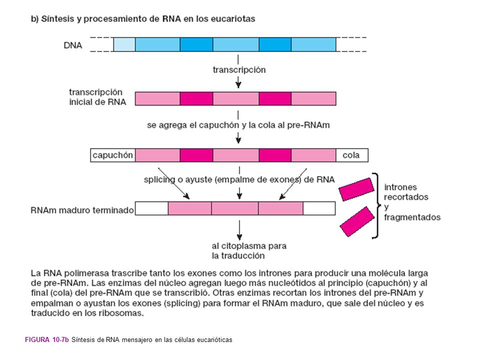Figura 10-7b Síntesis de RNA mensajero en las células eucarióticas