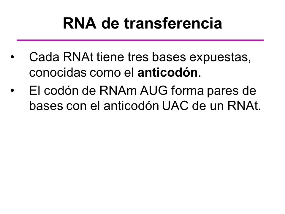 RNA de transferencia Cada RNAt tiene tres bases expuestas, conocidas como el anticodón.