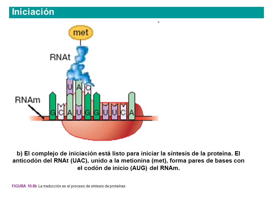 Iniciación Figura 10-8b La traducción es el proceso de síntesis de proteínas.