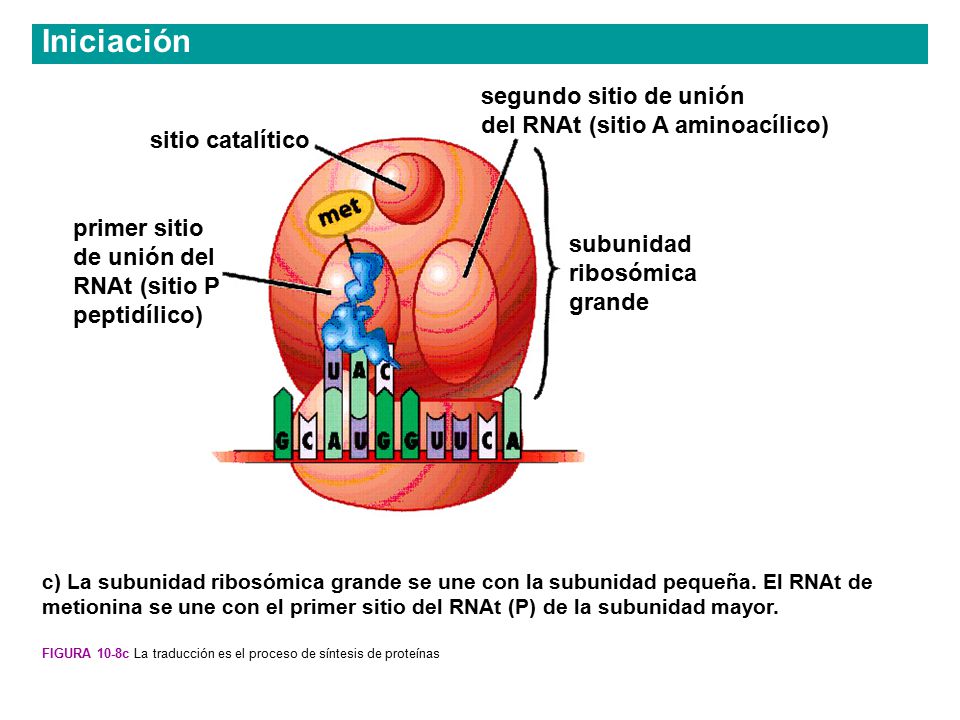 Iniciación segundo sitio de unión del RNAt (sitio A aminoacílico)